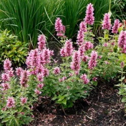 Poquito™ Lavender Agastache