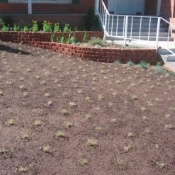 Prestige™ Buffalo Grass Plugs -Lush Garden Home prestige just planted plugs close 1