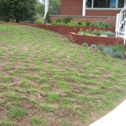 Prestige™ Buffalo Grass Plugs -Lush Garden Home prestige2months 1