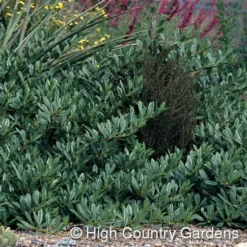 Pawnee Buttes® Sand Cherry (Prunus) -Lush Garden Home prunus besseyi pawnee buttes4 1