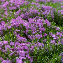Purple Beauty Creeping Phlox -Lush Garden Home purple beauty creeping phlox groundcover 1