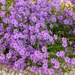 Purple Beauty Creeping Phlox -Lush Garden Home purple beauty creeping phlox rock garden