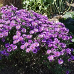 Purple Dome New England Aster -Lush Garden Home purple dome ne aster 3