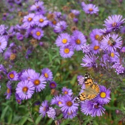 Purple Dome New England Aster -Lush Garden Home purple dome ne aster 4