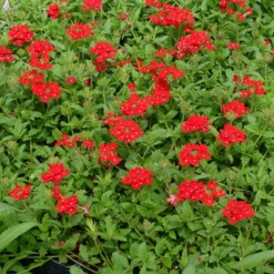 Red Devil Perennial Verbena -Lush Garden Home red devils perennials verbena 2