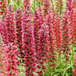 Red Feathers (Echium) -Lush Garden Home red feathers 2