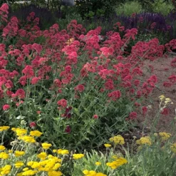 Red Valerian (Centranthus) -Lush Garden Home red valerian 1