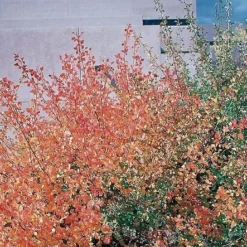 Front Page -Lush Garden Home rhus trilobata1 1 1