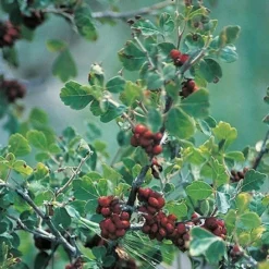 Three-Leaf Sumac (Rhus) -Lush Garden Home rhus trilobata 1 1