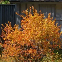 Three-Leaf Sumac (Rhus)