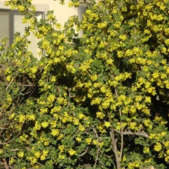 Crandall's Clove Scented Currant (Ribes) -Lush Garden Home ribes odoratum crandali close up of flwr