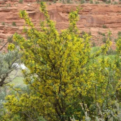 Crandall's Clove Scented Currant (Ribes) -Lush Garden Home ribes odoratum crandall mature