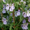 Alcalde Cold Hardy Rosemary