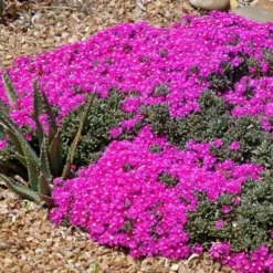 Creeping Shrubby Ice Plant (Ruschia) -Lush Garden Home ruschia pulvinaris 83750