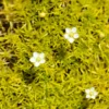 Scotch Moss (Sagina)