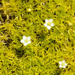 Scotch Moss (Sagina)