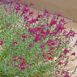 Burgundy Seduction Salvia -Lush Garden Home salvia burgundy seduction