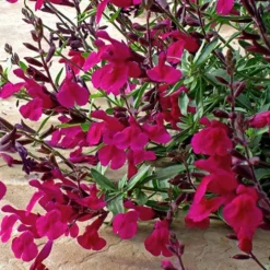 Burgundy Seduction Salvia -Lush Garden Home salvia burgundy seduction1