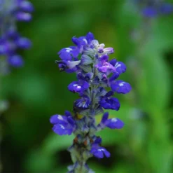 Texas Violet Salvia -Lush Garden Home salvia farinacea texas violet mealy sage