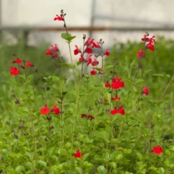 Furman's Red Texas Salvia -Lush Garden Home salvia furmans red garden flower
