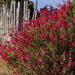 Furman's Red Texas Salvia