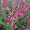 FlowerKisser® Coral-Pink Salvia