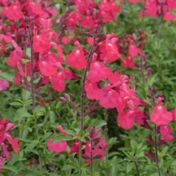 FlowerKisser® Coral-Pink Salvia -Lush Garden Home salvia greggii wwg3flowerkisser coral pink sage