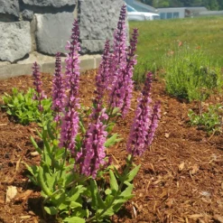 Lyrical™ Rose Salvia -Lush Garden Home salvia lyrical rose office garden