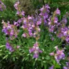 Dwarf Common Sage (Salvia)