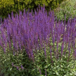 Caradonna Salvia -Lush Garden Home salvia caradonna cropped