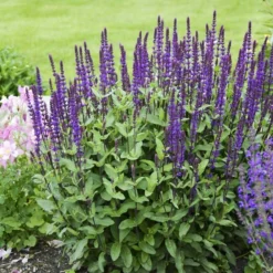 Caradonna Salvia -Lush Garden Home salvia caradonna walters gardens 3 cropped