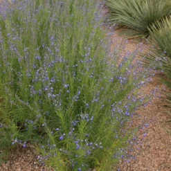 Autumn Sapphire™ Salvia -Lush Garden Home salvia reptans autumn sapphire brooke colburn 1 actually cropped