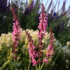 Lyrical™ Rose Salvia -Lush Garden Home salvia sylvestris balyricose 676836163 cropped