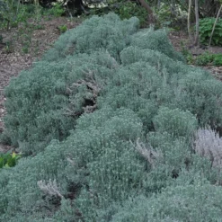 Gray Santolina -Lush Garden Home santolina chamaecyparissus gray santolina spring