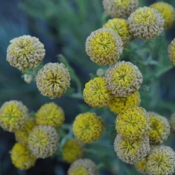 Gray Santolina -Lush Garden Home santolina chamaecyparissus gray santolina summer flowers close up