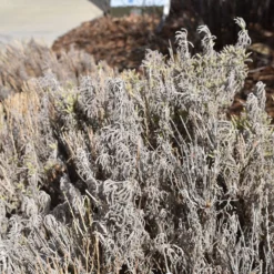 Gray Santolina -Lush Garden Home santolina chamaecyparissus gray santolina winter