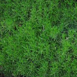 Green Santolina 6 Green Santolina -Lush Garden Home santolina rosmarinifolia green santolina spring foliage