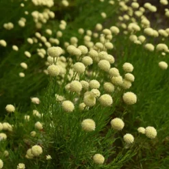Green Santolina 7 Green Santolina -Lush Garden Home santolina rosmarinifolia green santolina summer cream flowers
