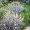 Boulder Blue Fescue Grass