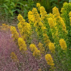 Golden Torch Goldenrod (Wichita Mountains Solidago) 5 Golden Torch Goldenrod (Wichita Mountains Solidago) -Lush Garden Home saxon holt muhlenbergia reverchonii with solidago wichita mtns