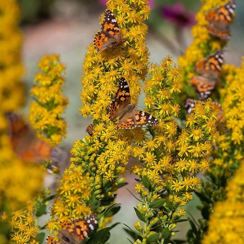 Golden Torch Goldenrod (Wichita Mountains Solidago) 1 Golden Torch Goldenrod (Wichita Mountains Solidago)