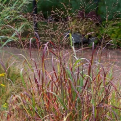 Shenandoah Switch Grass -Lush Garden Home saxon holt panicum shenandoah