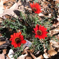 Scarlet Tanager Gazania -Lush Garden Home scarlet tanager african daisy ground trio