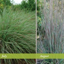 Standing Ovation Little Bluestem Grass -Lush Garden Home schizachyrium scop standing ovation july august 1 1