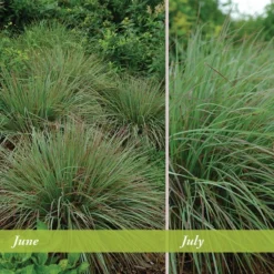Standing Ovation Little Bluestem Grass -Lush Garden Home schizachyrium scop standing ovation june july 1 1