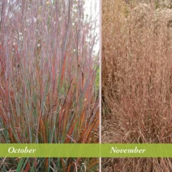 Standing Ovation Little Bluestem Grass -Lush Garden Home schizachyrium scop standing ovation october november 1 1