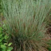 Standing Ovation Little Bluestem Grass