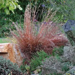 Blaze Little Bluestem Grass -Lush Garden Home schizachyrium scoparium blaze 1 cropped