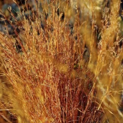 Blaze Little Bluestem Grass -Lush Garden Home schizachyrium scoparium blaze cropped 2