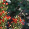 Royal Catchfly (Silene)